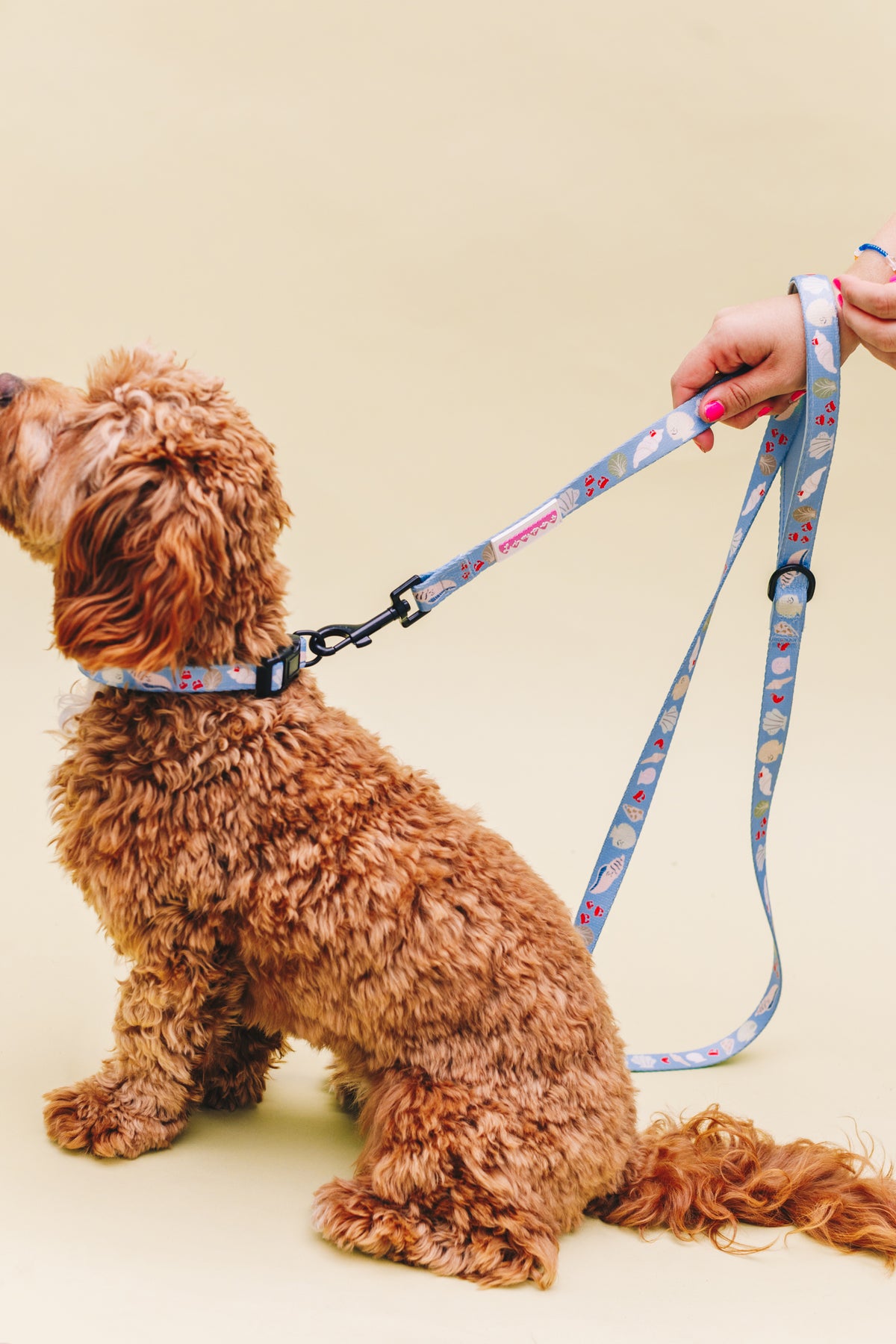 Fetch on the Beach Pet Collar