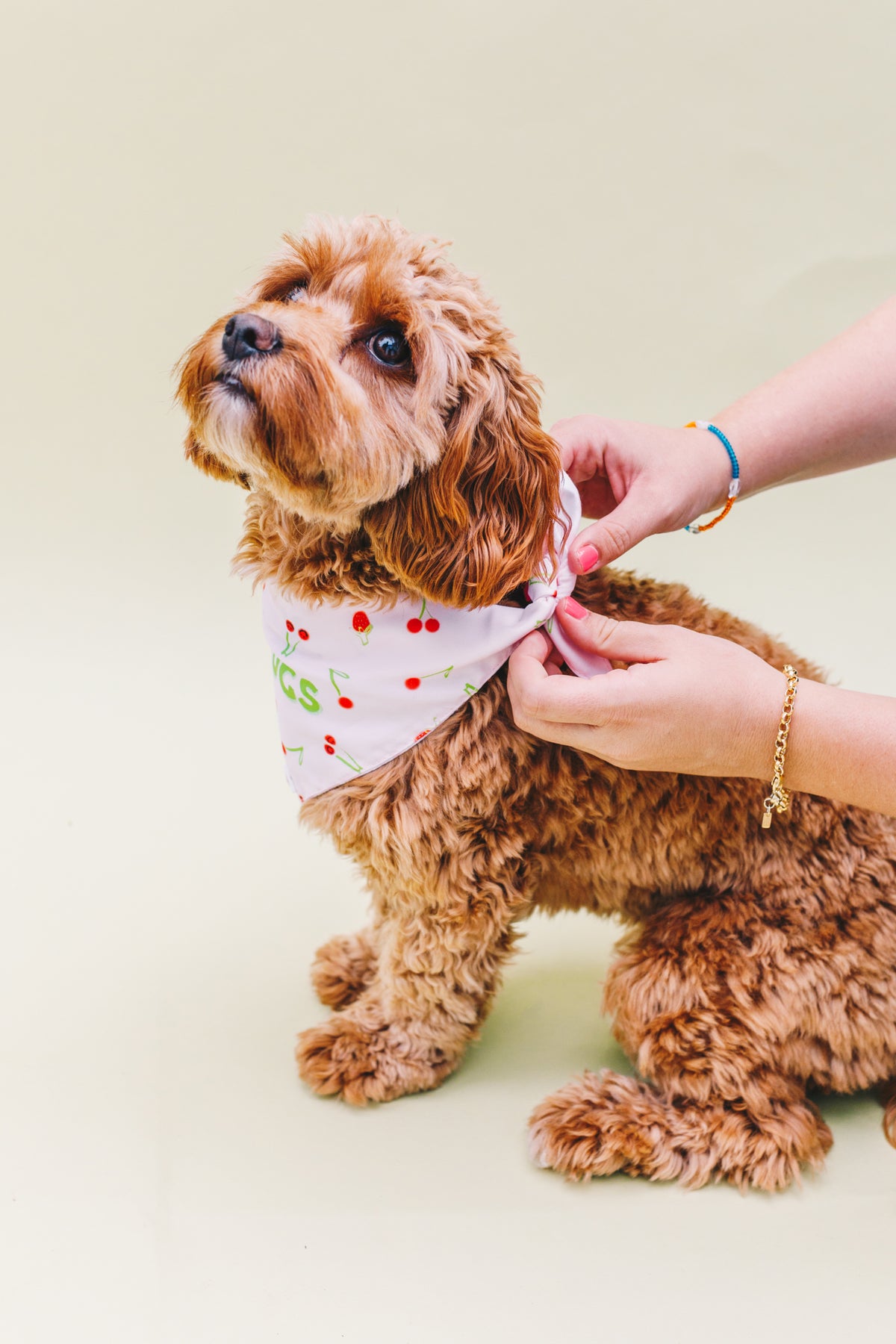 Mega Bundle of Double Sided Pet Bandanas