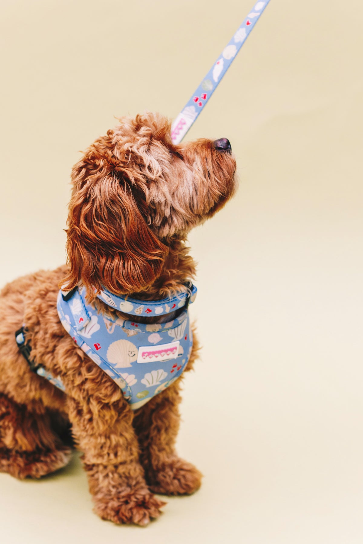 Fetch on the Beach Pet Harness, Lead &amp; Collar Set
