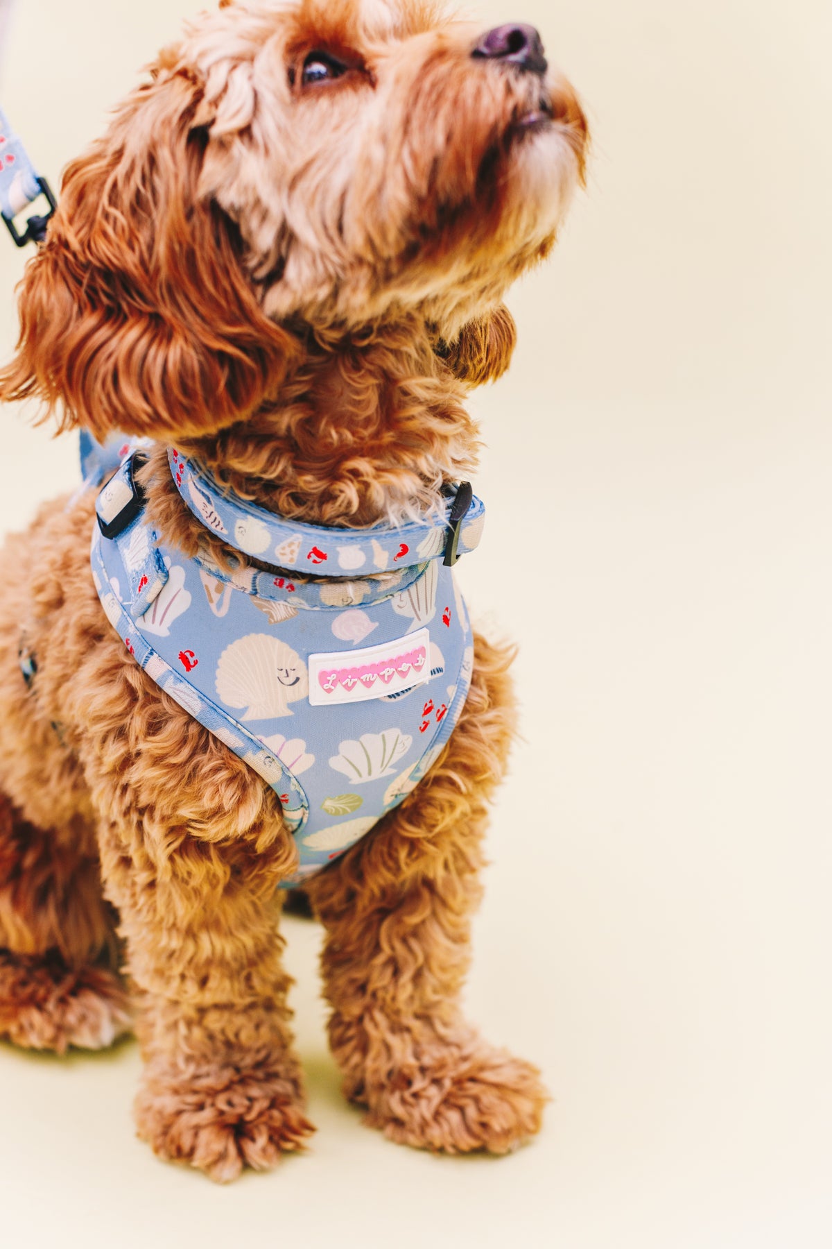 Fetch on the Beach Pet Collar