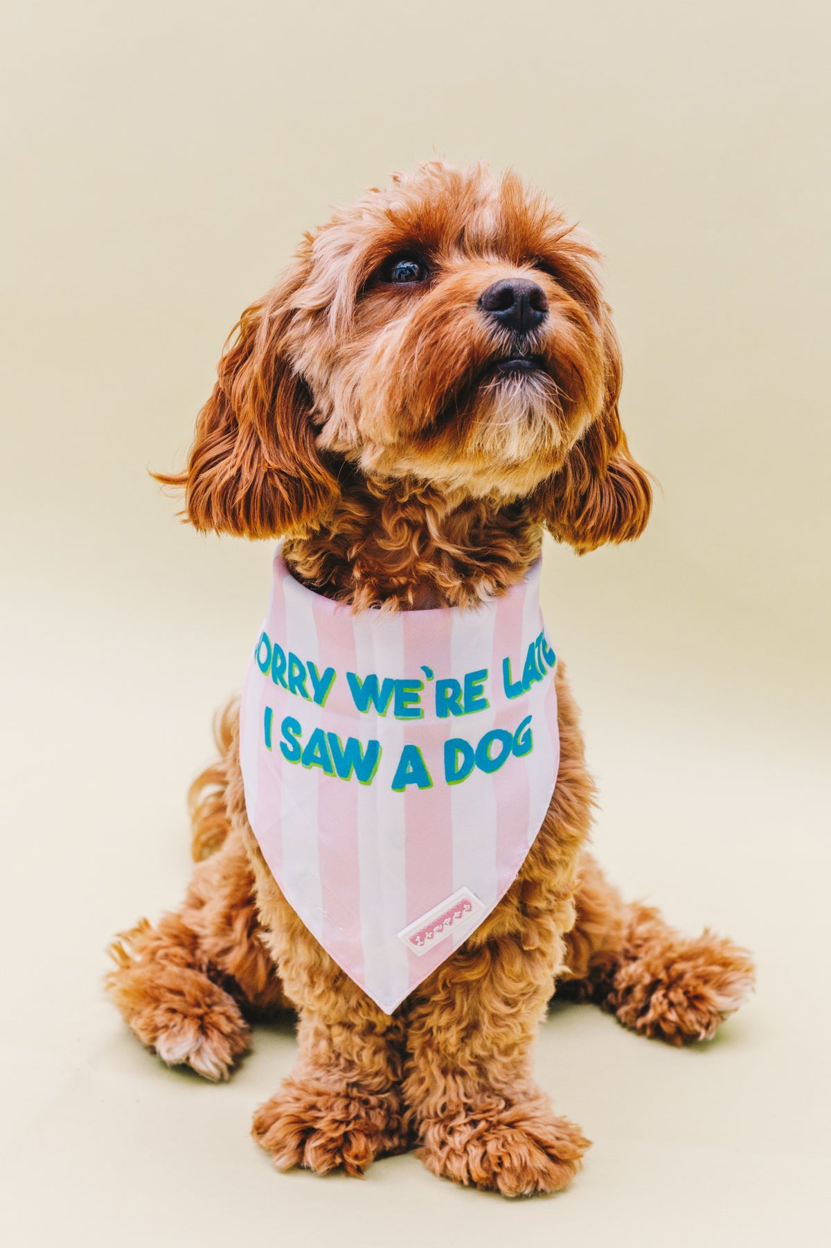 Live, Bark, Love &amp; Sorry We&#39;re Late Double Sided Pet Bandana