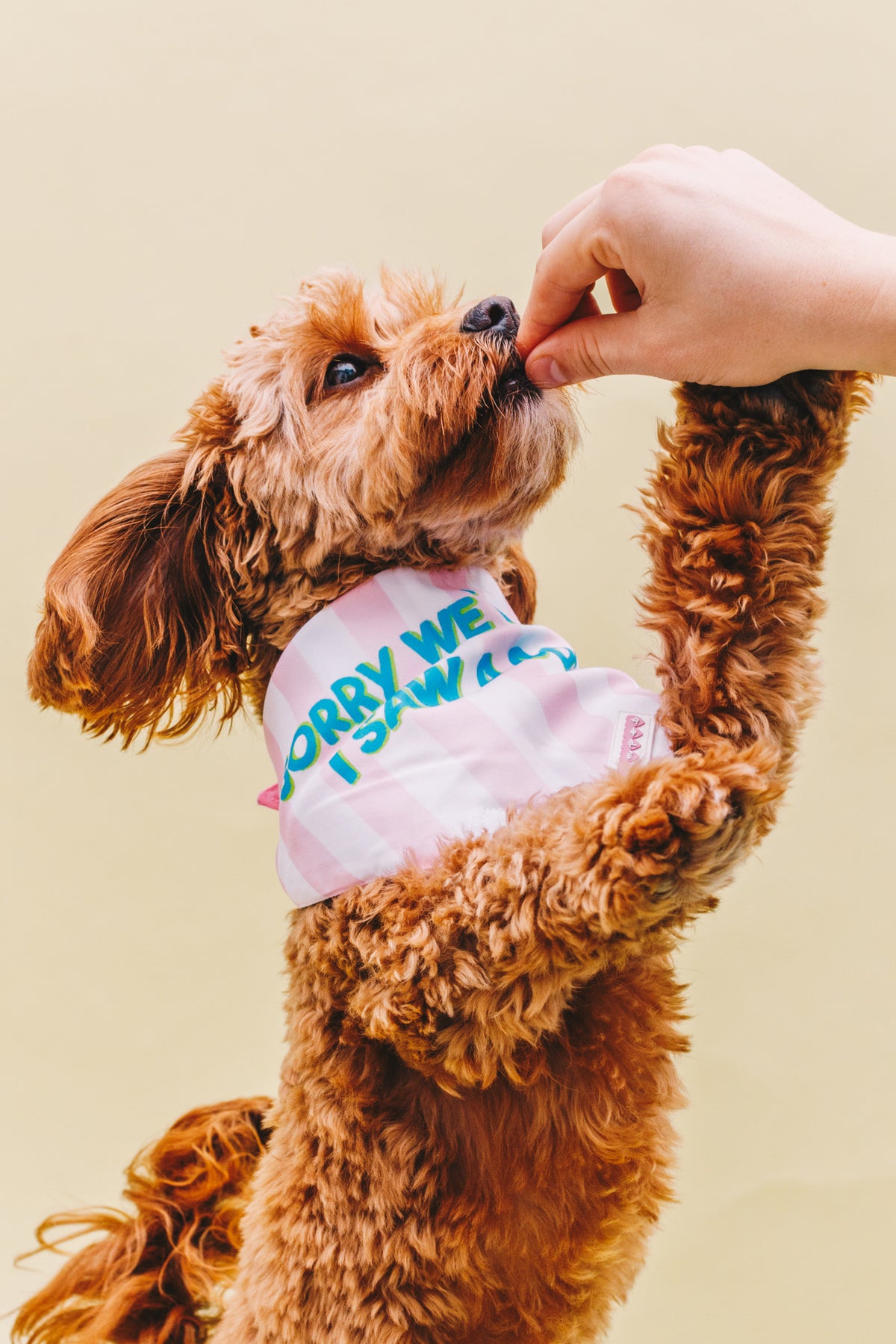 Live, Bark, Love &amp; Sorry We&#39;re Late Double Sided Pet Bandana