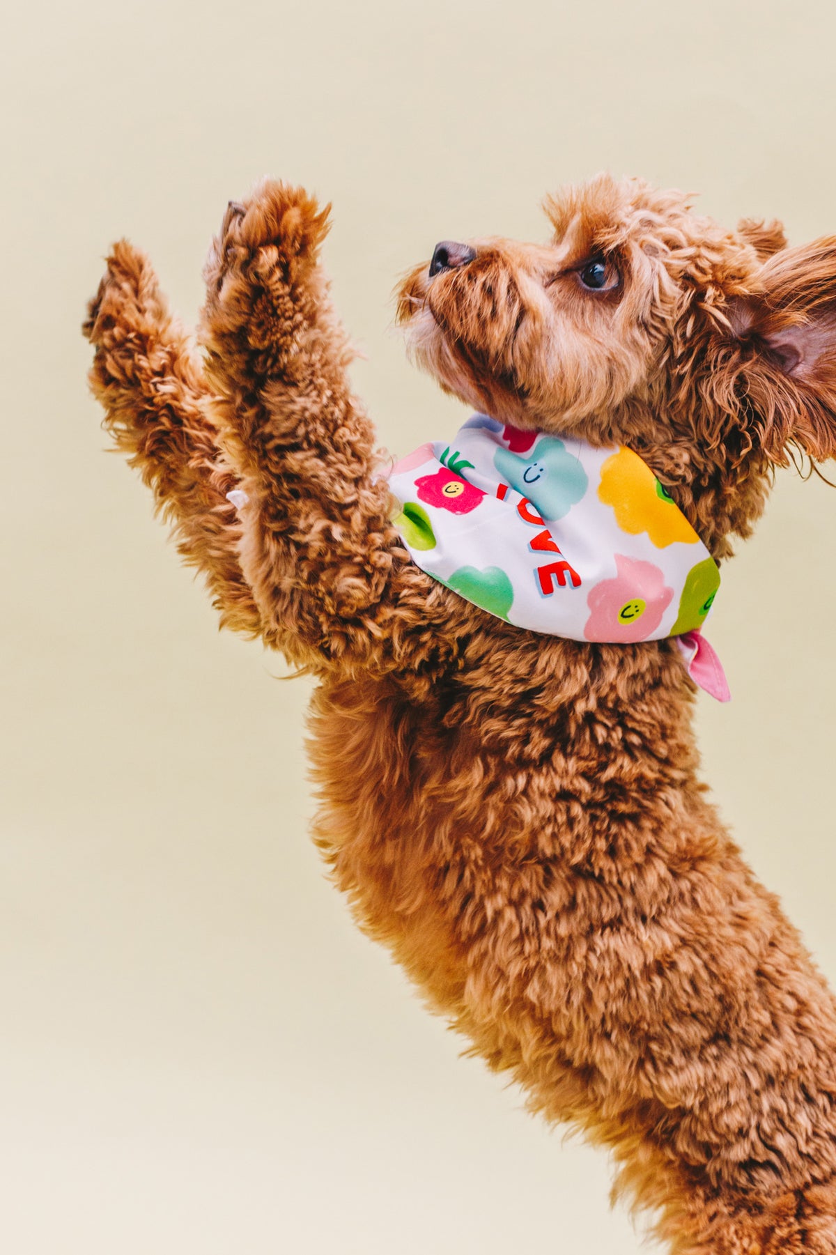 Mega Bundle of Double Sided Pet Bandanas