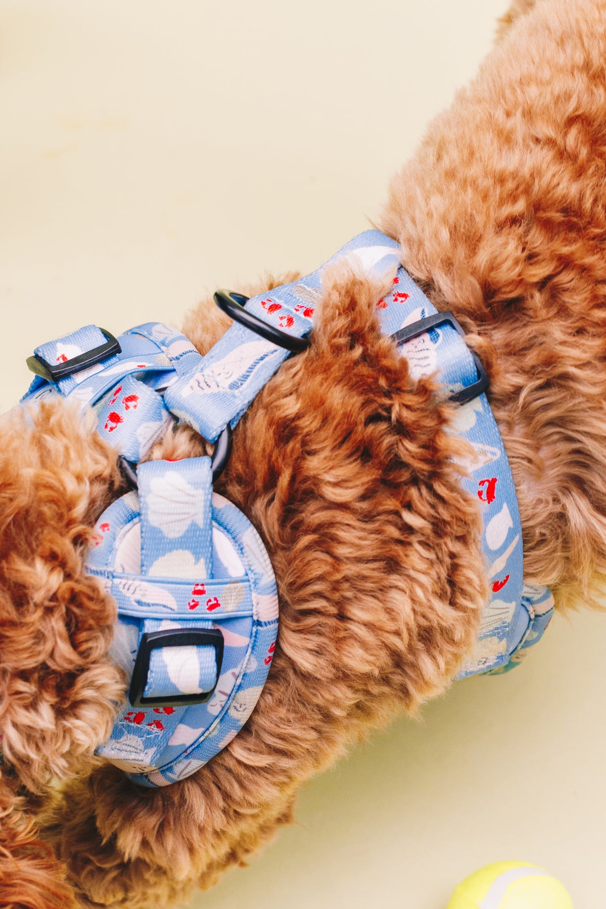 Fetch on the Beach Pet Harness, Lead &amp; Collar Set