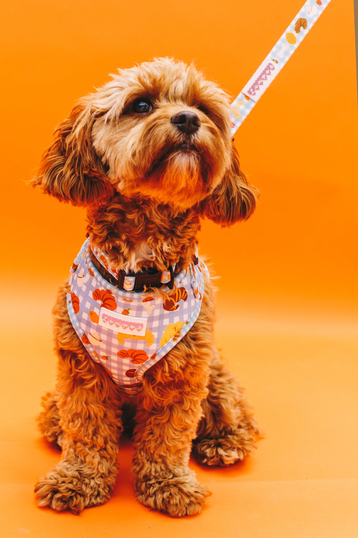 Happy Croissants Pet Harness, Lead &amp; Collar Set