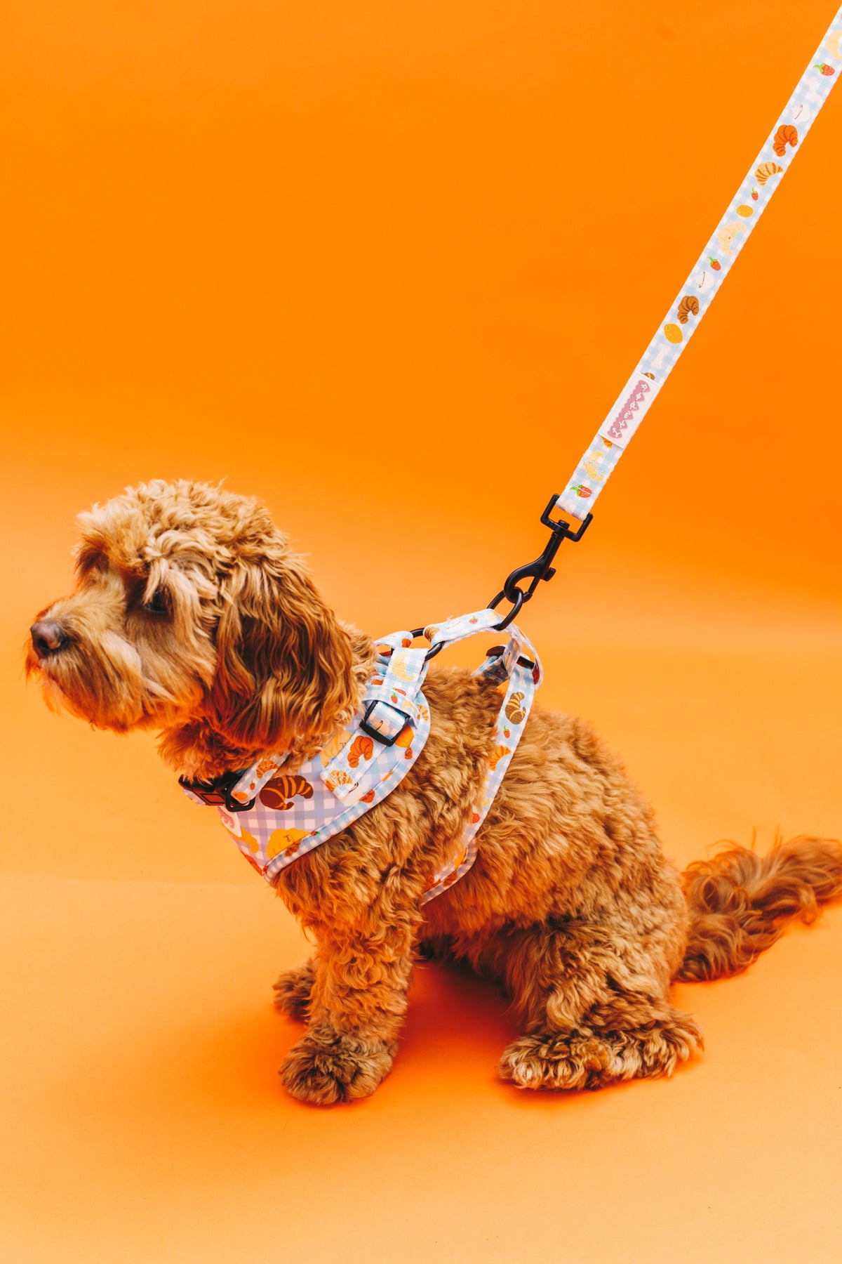 Happy Croissants Pet Harness, Lead &amp; Collar Set