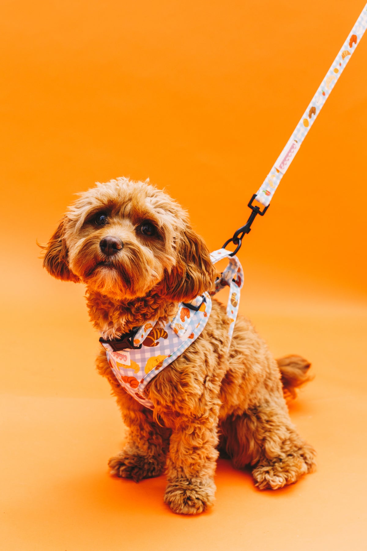 Happy Croissants Pet Harness, Lead &amp; Collar Set