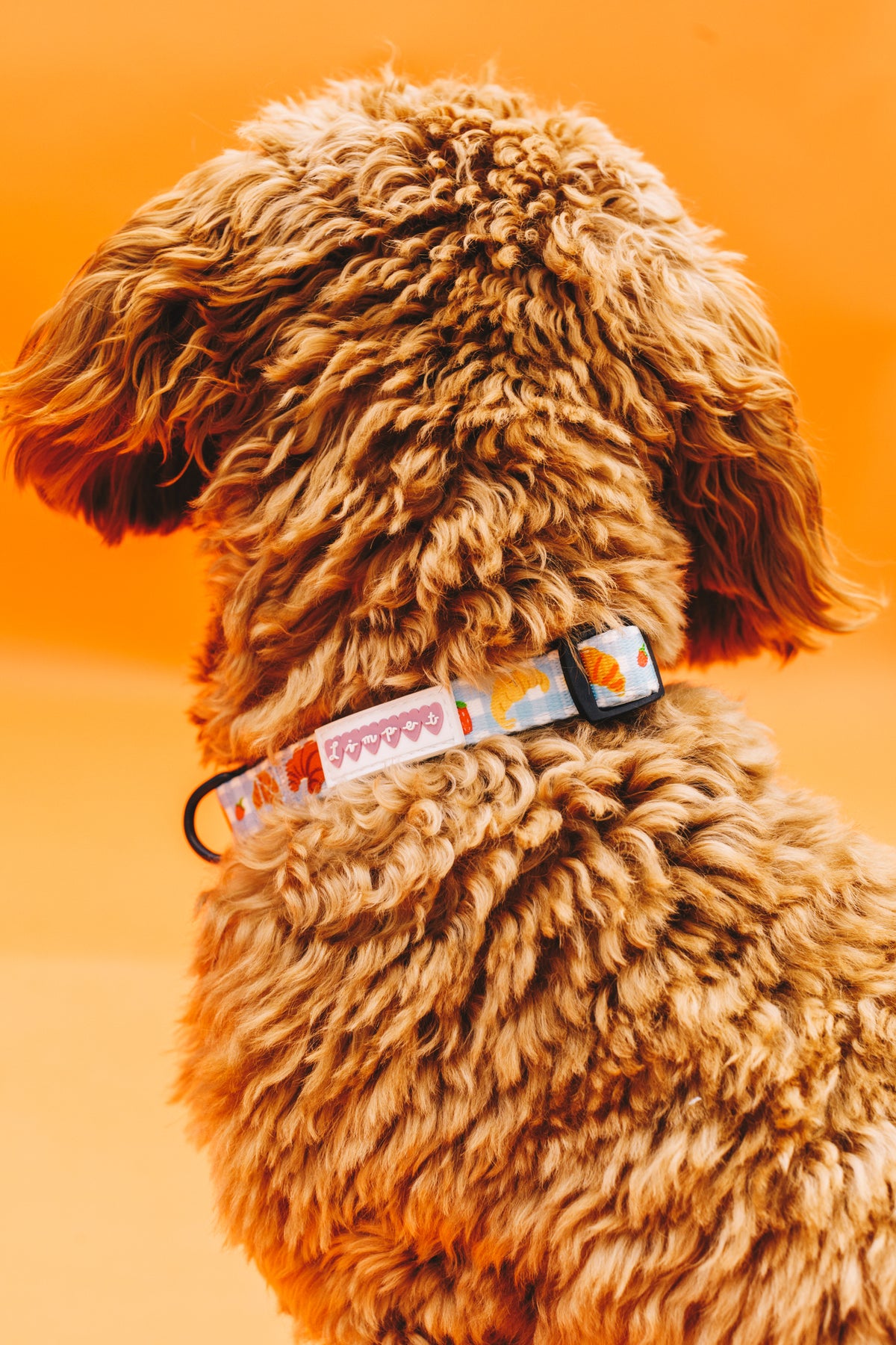 Happy Croissants Pet Harness, Lead &amp; Collar Set