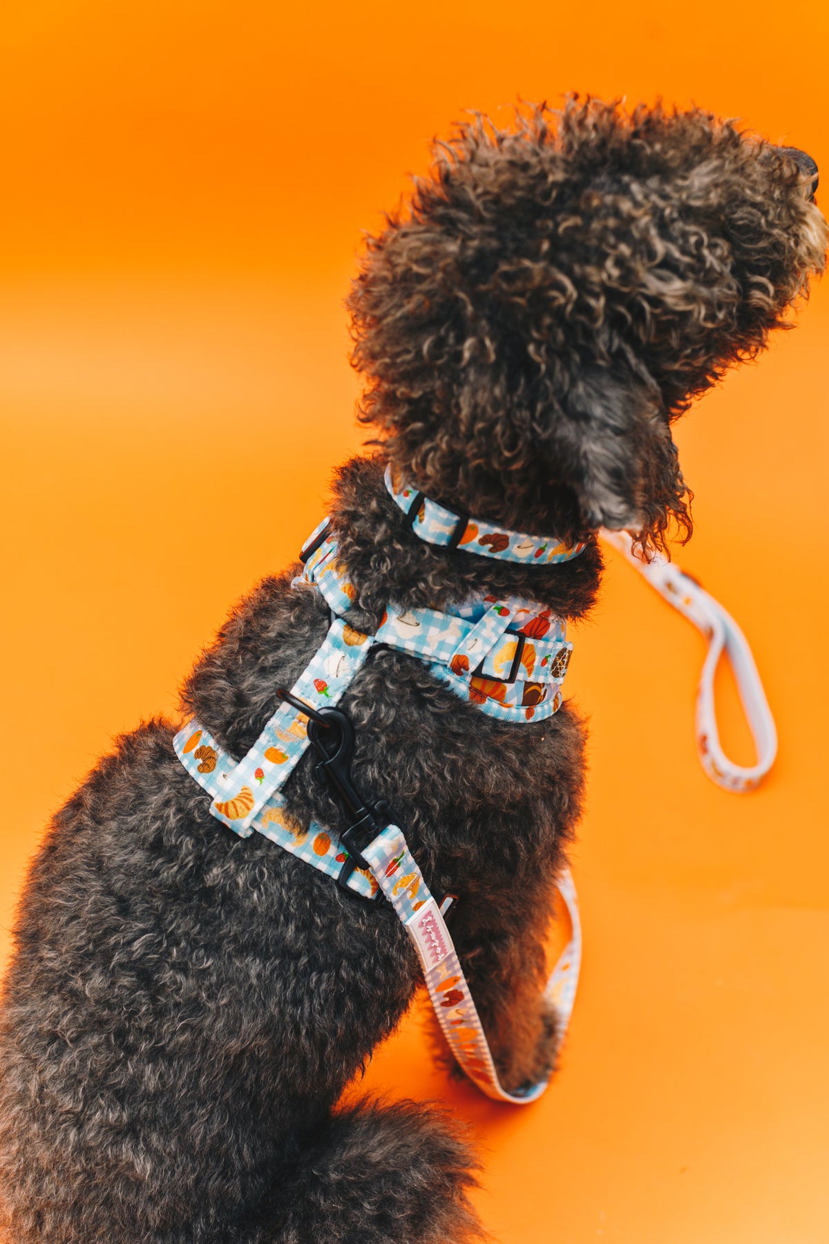 Happy Croissants Pet Harness, Lead &amp; Collar Set