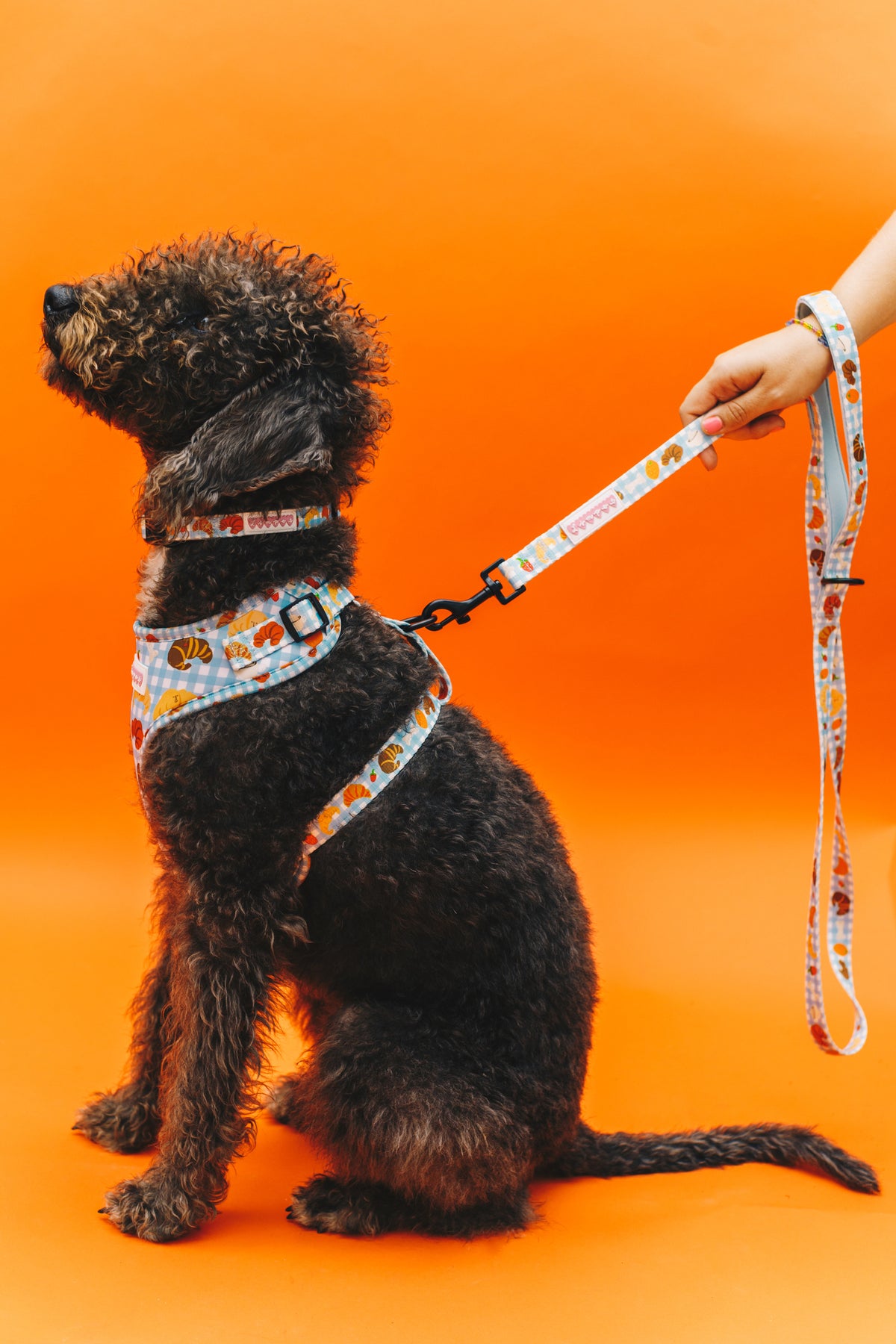 Happy Croissants Pet Harness, Lead &amp; Collar Set