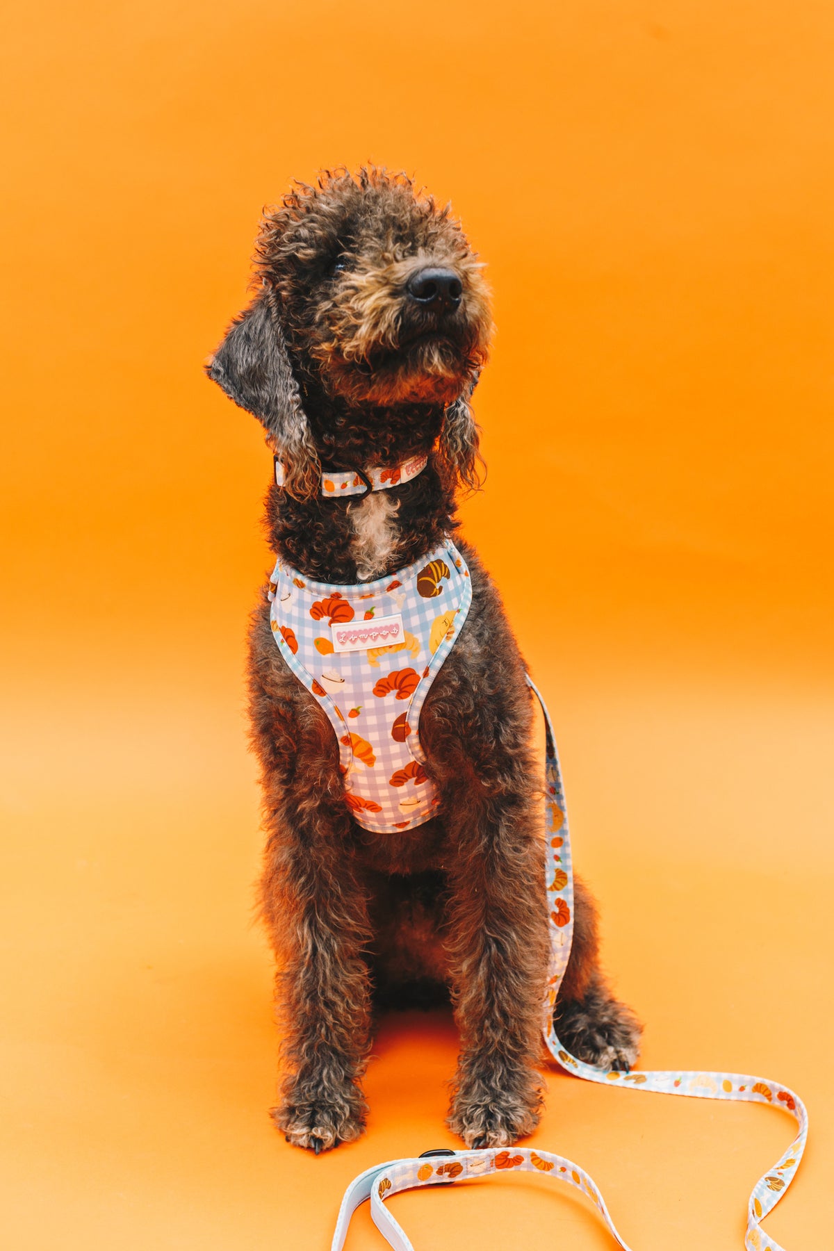 Happy Croissants Pet Harness, Lead &amp; Collar Set