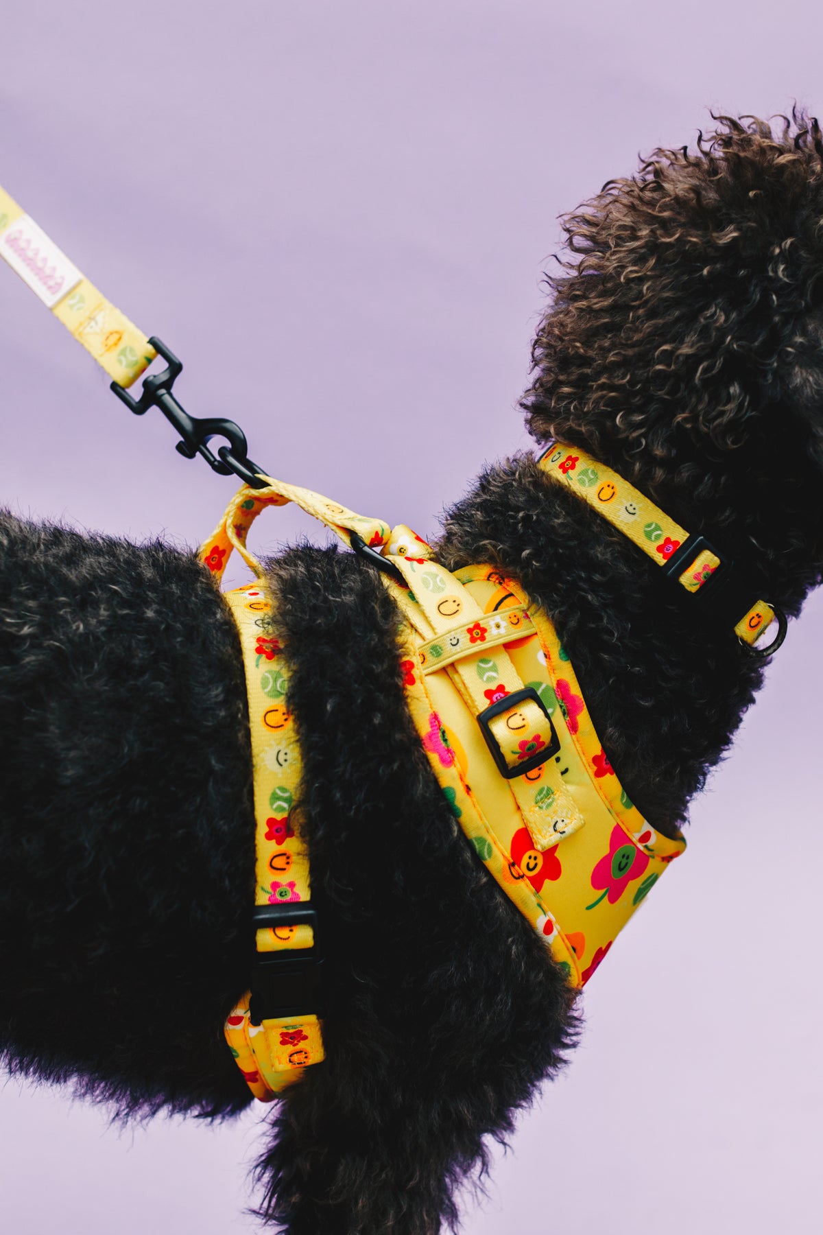 Smilies &amp; Ballies Pet Harness, Lead &amp; Collar Set