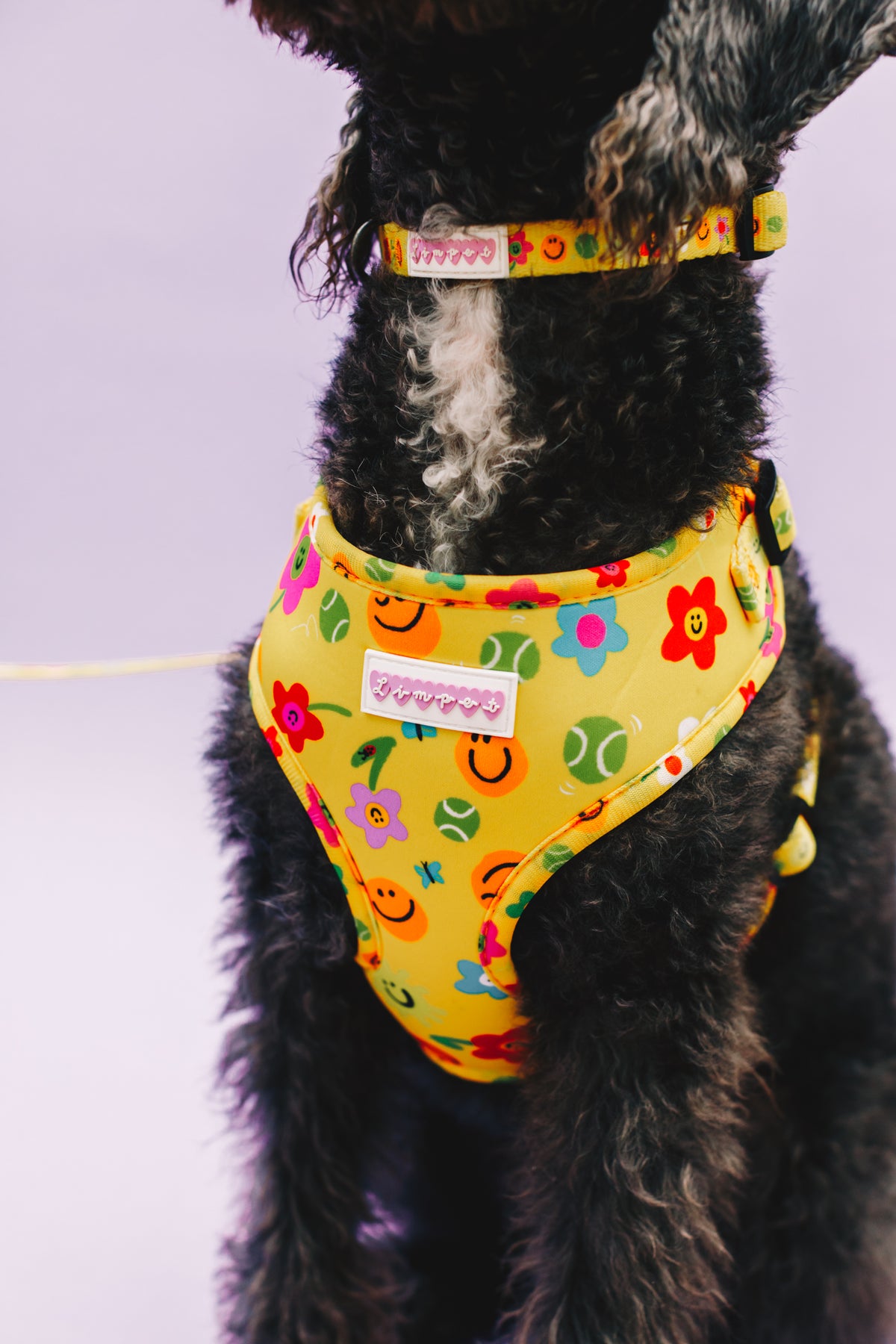 Smilies &amp; Ballies Pet Harness, Lead &amp; Collar Set