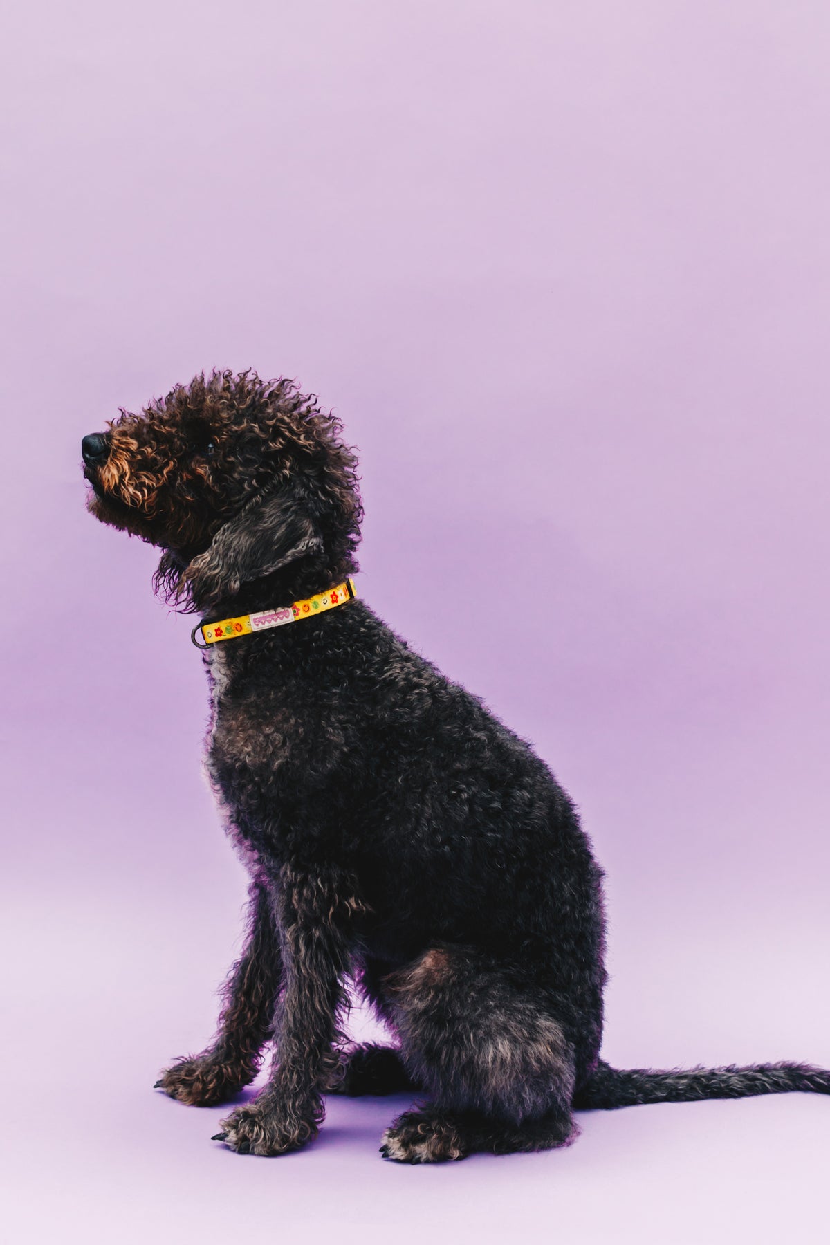 Smilies &amp; Ballies Pet Collar