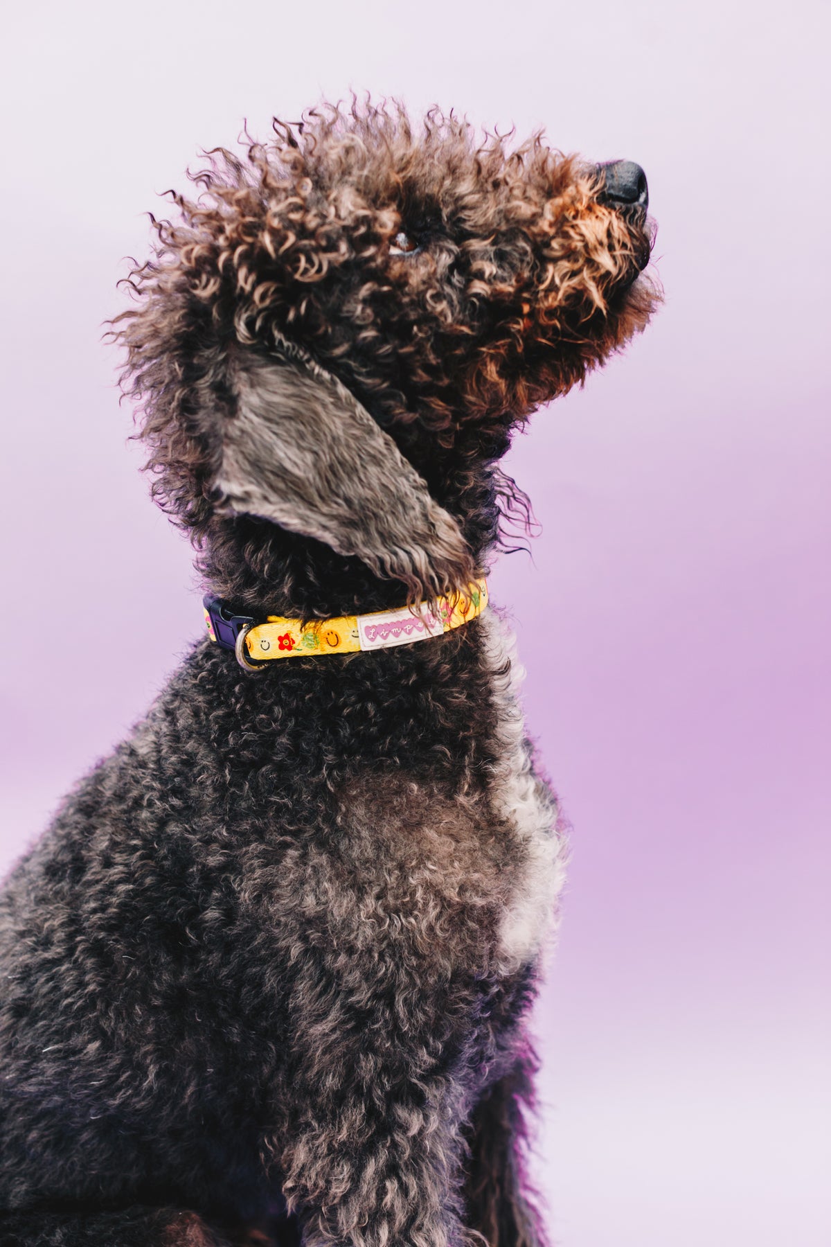 Smilies &amp; Ballies Pet Collar