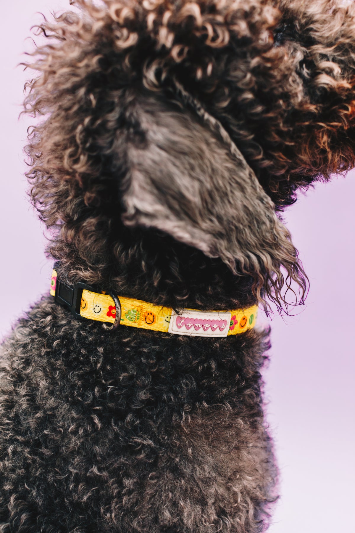 Smilies &amp; Ballies Pet Collar